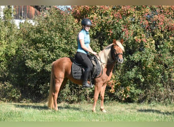Altre razze Mix, Giumenta, 3 Anni, 138 cm, Sauro
