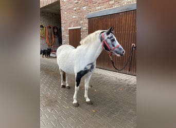Altre razze, Giumenta, 3 Anni, 142 cm, Pezzato