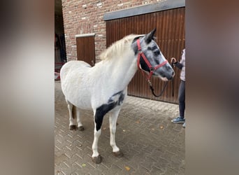 Altre razze, Giumenta, 3 Anni, 142 cm, Pezzato