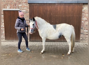 Altre razze, Giumenta, 3 Anni, 142 cm, Pezzato
