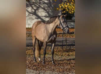 Altre razze, Giumenta, 3 Anni, 145 cm, Può diventare grigio