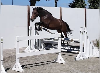 Altre razze, Giumenta, 3 Anni, 147 cm, Baio scuro