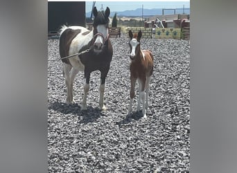 Altre razze, Giumenta, 3 Anni, 148 cm, Pezzato