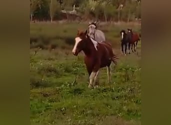 Altre razze, Giumenta, 3 Anni, 148 cm, Pezzato