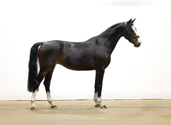 Altre razze, Giumenta, 3 Anni, 150 cm, Baio scuro