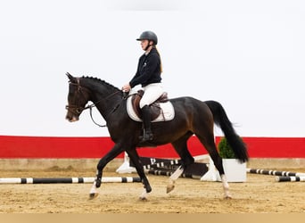Altre razze, Giumenta, 3 Anni, 150 cm, Baio scuro