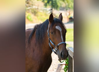 Altre razze Mix, Giumenta, 3 Anni, 151 cm, Sauro scuro