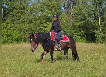 Altre razze, Giumenta, 3 Anni, 152 cm, Baio