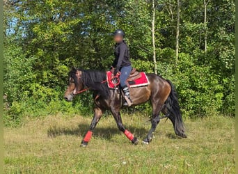 Altre razze, Giumenta, 3 Anni, 152 cm, Baio