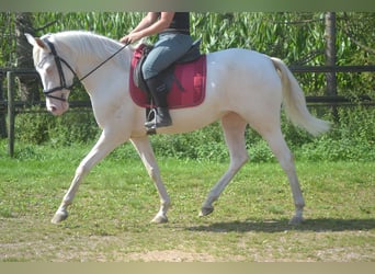 Altre razze, Giumenta, 3 Anni, 154 cm, Cremello