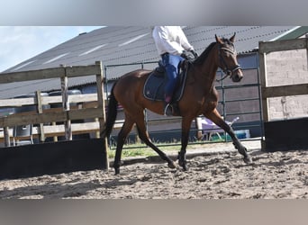 Altre razze, Giumenta, 3 Anni, 155 cm, Baio