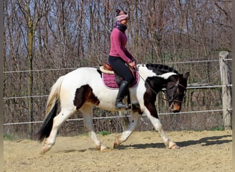Altre razze, Giumenta, 3 Anni, 155 cm, Pezzato