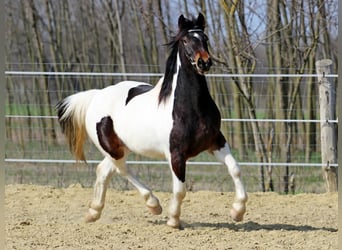 Altre razze, Giumenta, 3 Anni, 155 cm, Pezzato