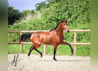 Altre razze, Giumenta, 3 Anni, 160 cm, Baio