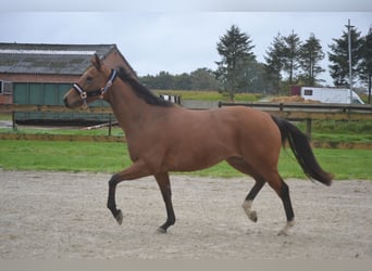 Altre razze, Giumenta, 3 Anni, 160 cm, Baio