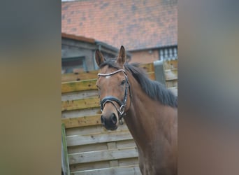 Altre razze, Giumenta, 3 Anni, 160 cm, Baio