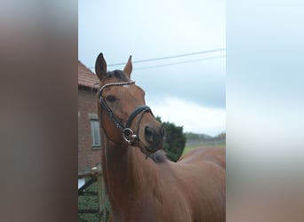 Altre razze, Giumenta, 3 Anni, 160 cm, Baio