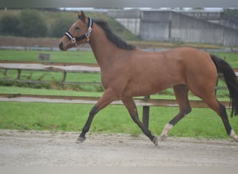 Altre razze, Giumenta, 3 Anni, 160 cm, Baio