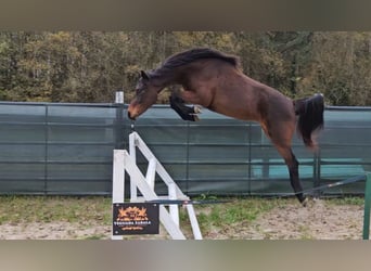Altre razze, Giumenta, 3 Anni, 160 cm, Baio