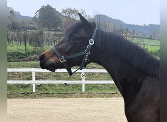 Altre razze, Giumenta, 3 Anni, 160 cm, Baio