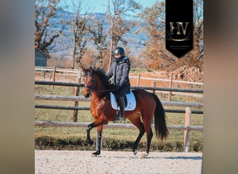 Altre razze, Giumenta, 3 Anni, 163 cm, Baio