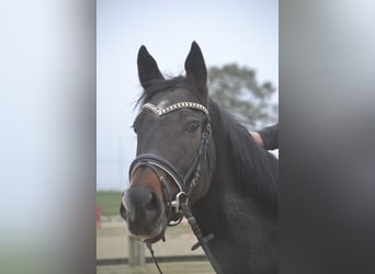 Altre razze, Giumenta, 3 Anni, 163 cm, Morello