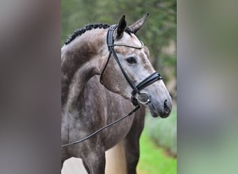 Altre razze, Giumenta, 3 Anni, 168 cm