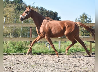 Altre razze, Giumenta, 3 Anni, 168 cm, Sauro