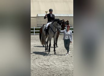 Altre razze, Giumenta, 3 Anni, 172 cm, Bianco