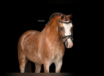 Altre razze, Giumenta, 4 Anni, 116 cm