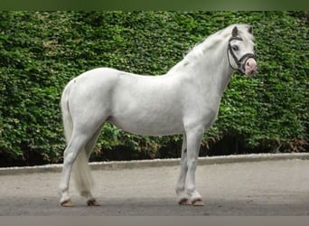 Altre razze, Giumenta, 4 Anni, 118 cm, Grigio