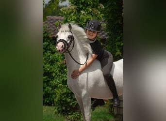 Altre razze, Giumenta, 4 Anni, 118 cm, Grigio