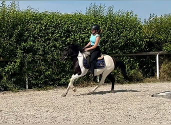 Altre razze, Giumenta, 4 Anni, 125 cm, Pezzato