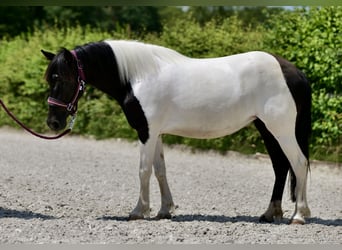 Altre razze, Giumenta, 4 Anni, 125 cm, Pezzato