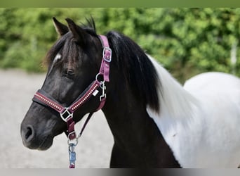 Altre razze, Giumenta, 4 Anni, 125 cm, Pezzato