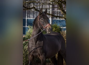 Altre razze, Giumenta, 4 Anni, 149 cm, Può diventare grigio