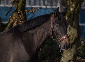 Altre razze, Giumenta, 4 Anni, 149 cm, Può diventare grigio