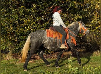Altre razze, Giumenta, 4 Anni, 150 cm, Leardo