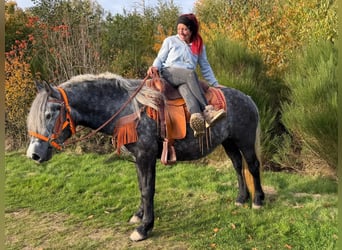 Altre razze, Giumenta, 4 Anni, 150 cm, Leardo