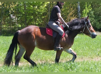 Altre razze Mix, Giumenta, 4 Anni, 152 cm, Baio