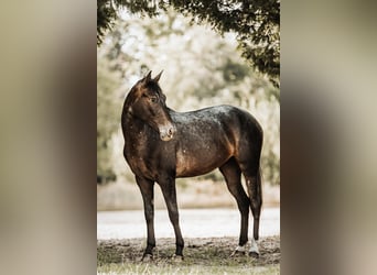 Altre razze, Giumenta, 4 Anni, 153 cm