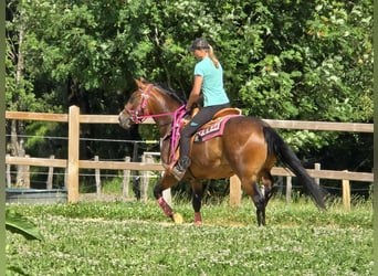 Altre razze Mix, Giumenta, 4 Anni, 154 cm, Baio