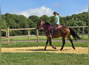 Altre razze Mix, Giumenta, 4 Anni, 154 cm, Baio