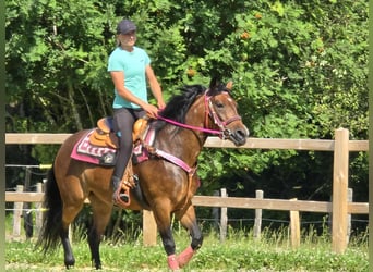 Altre razze Mix, Giumenta, 4 Anni, 154 cm, Baio