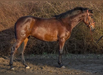 Altre razze, Giumenta, 4 Anni, 154 cm, Baio