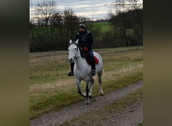 Altre razze, Giumenta, 4 Anni, 154 cm, Grigio pezzato