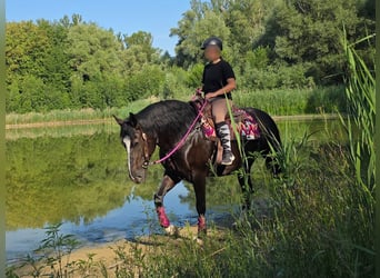 Altre razze, Giumenta, 4 Anni, 154 cm, Morello