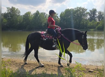 Altre razze, Giumenta, 4 Anni, 154 cm, Morello