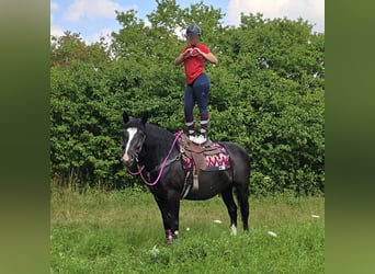 Altre razze, Giumenta, 4 Anni, 154 cm, Morello