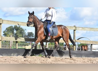 Altre razze, Giumenta, 4 Anni, 155 cm, Baio